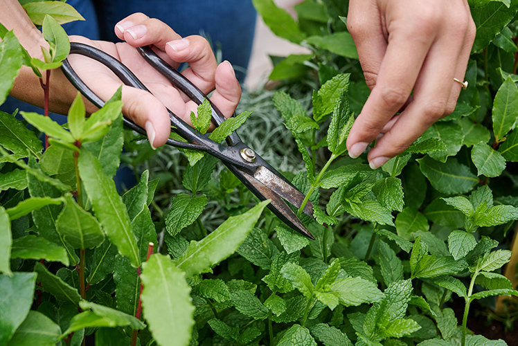 Gartendekoration und Floristik